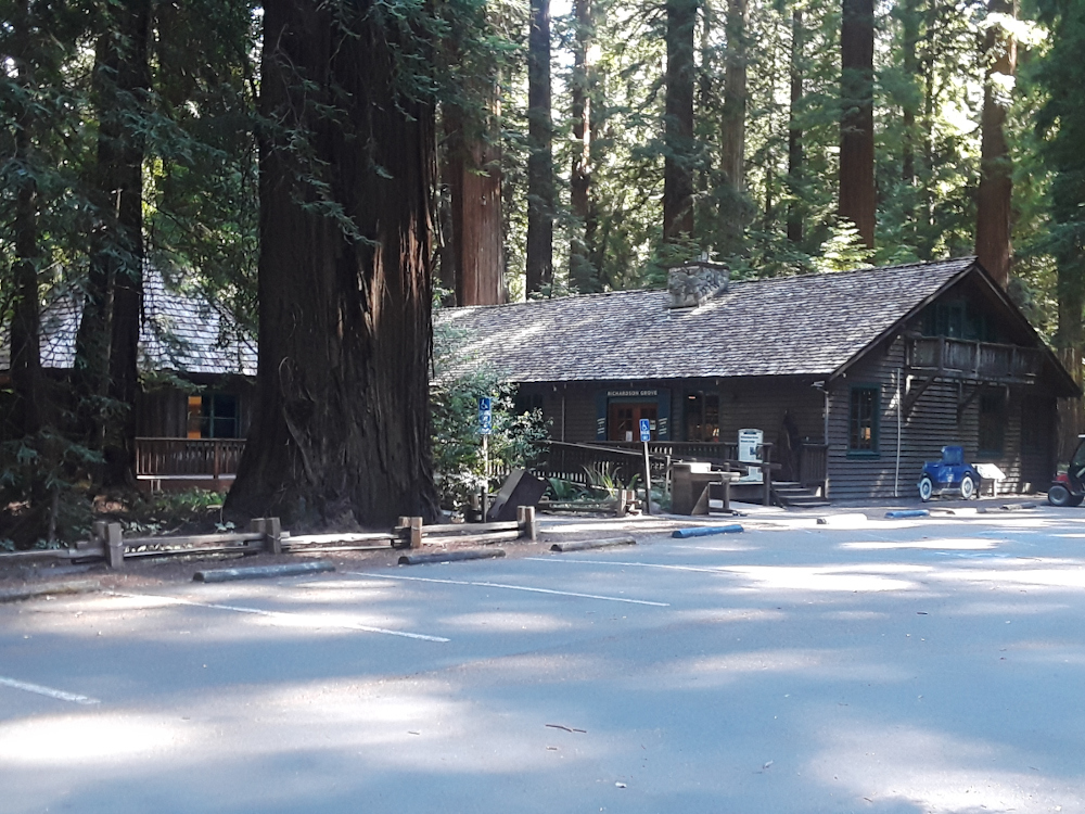 redwoods